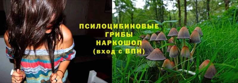 купить наркотики цена  Гаджиево  маркетплейс Telegram  Псилоцибиновые грибы MAGIC MUSHROOMS 